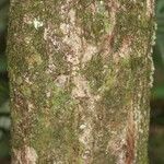 Manilkara bidentata Corteza