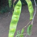 Albizia harveyi Fruit