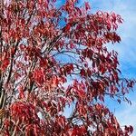 Oxydendrum arboreum Frunză