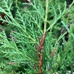 Chamaecyparis thyoides Leaf