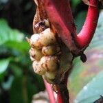 Heliconia trichocarpa Fruto