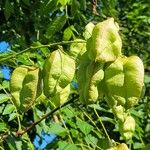 Koelreuteria paniculata Froito