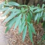 Nectandra angustifolia Листок