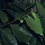 Annona sericea Leaf
