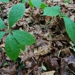 Panax quinquefolius Blad