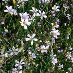 Petrorhagia saxifraga Blomma