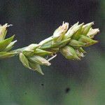 Carex distachya Other