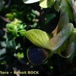 Vicia melanops Fruitua