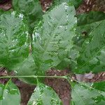 Trichilia prieuriana Feuille