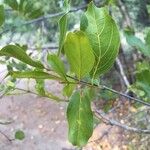 Combretum apiculatum ഇല