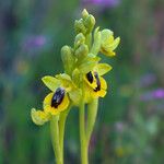 Ophrys lutea Цветок