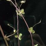 Medicago coronata Hoja