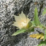 Mentzelia hirsutissima Flower