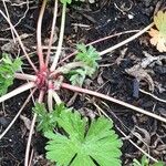 Geranium carolinianum Foglia