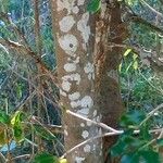 Tamarindus indica Bark