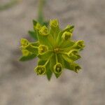 Euphorbia nicaeensis Цвят