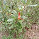 Desfontainia spinosa Kukka