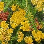 Achillea tomentosa Ďalší