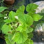 Begonia hirtella Blad