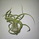 Tillandsia caput-medusae Hoja