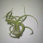 Tillandsia caput-medusae