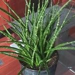 Dracaena stuckyi Blatt