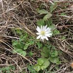 Anemone berlandieri 整株植物