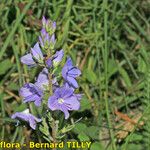 Veronica satureiifolia autre