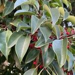 Ilex rotunda Fruit