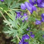 Aconitum variegatum Hoja