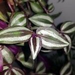 Tradescantia zebrina Лист