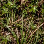 Carex bigelowii Fruit