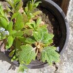 Hydrangea quercifolia Blad