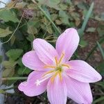 Zephyranthes carinata Fleur