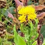 Centaurea macrocephala Blomst