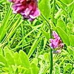 Lathyrus niger 花