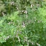 Poa pratensis Bleunienn