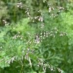 Poa pratensis 花