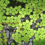 Salvinia minima Celota