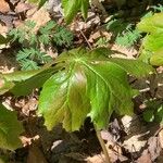 Podophyllum peltatum Lapas