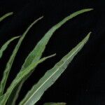 Saussurea chrysotricha Hábito