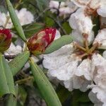 Rhododendron irroratum Folha