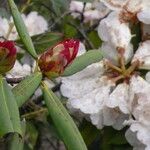 Rhododendron irroratum 叶