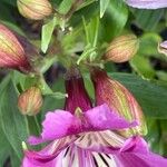 Alstroemeria ligtu Fiore