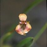 Trigonidium acuminatum फूल