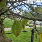 Malus sylvestris Leaf