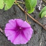 Ipomoea pes-caprae फूल