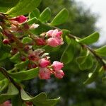 Vaccinium retusum