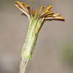 Agoseris aurantiaca Blüte