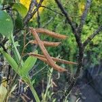 Lathyrus sylvestris Leaf